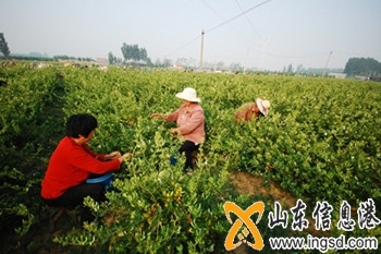 金銀花~1_副本.jpg