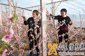 大棚桃~1_副本.jpg